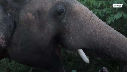 Cher dá as boas-vindas para Kaavan, o elefante mais solitário do mundo, em santuário da vida selvagem