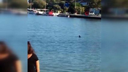 Datça’da yavru Yunus sürprizi