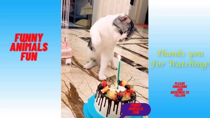 Funny Animals Fun Compilation -3/Funny Animals Fun