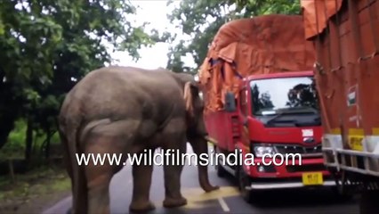 Elephant with huge tusk opens truck cover and eats pulses on highway in West Bengal