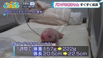白浜パンダの赤ちゃん 生後1週間　2020.11