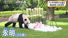 白浜AVW オスの赤ちゃんパンダ誕生　2020.11.21