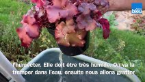 Roland Motte, jardinier : l'automne, la saison idéale pour faire vos plantations