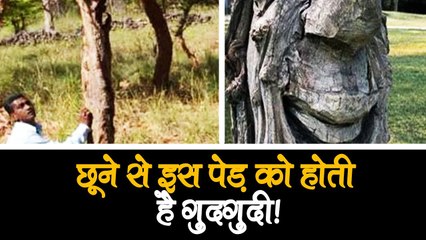 India के इस राज्य में है दुनिया का हैरतअंगेज पेड़, छूने पर करता है इंसानों जैसी हरकत