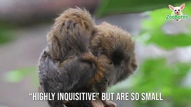 ولادة توأمين لأصغر قردة في العالم: لن تصدق كم يبلغ حجمهما