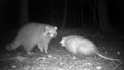 Opossum Sends Curious Raccoon on Its Way