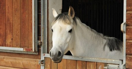Chevaux mutilés : « 20% des violences constatées peuvent être imputées à la main de l'homme » d'après les enquêteurs