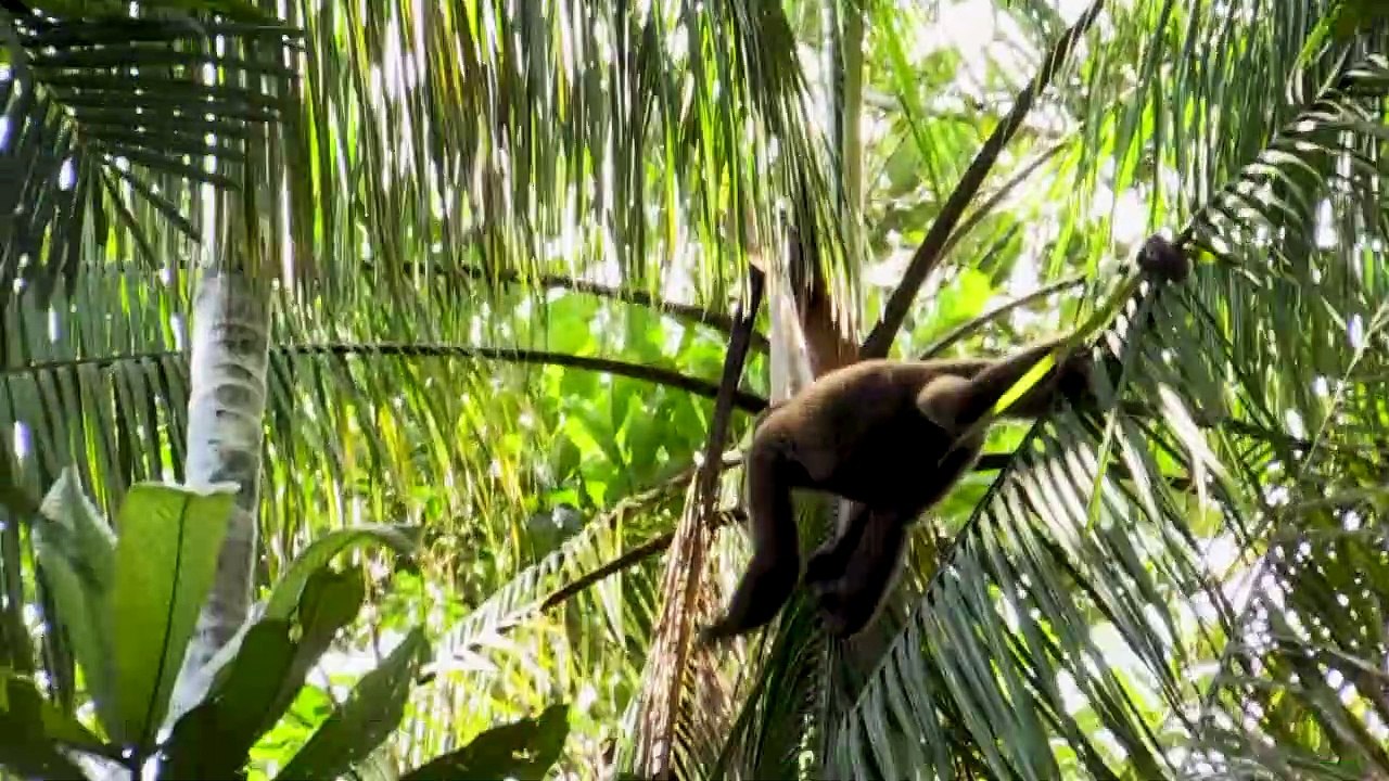 Indigenous community rehabilitates orphaned monkeys in the Colombian Amazon