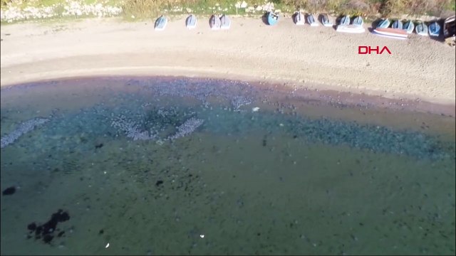 Avcılar Sahilinde korkutan görüntü