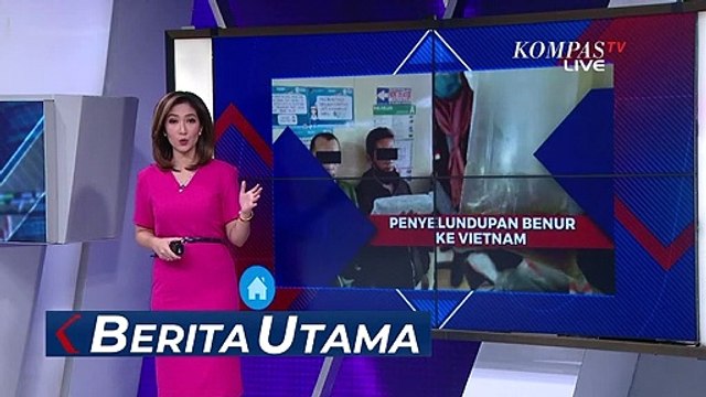 Penyelundupan 42 Ribu Benih Lobster ke Vietnam Berhasil Digagalkan, Ini Modusnya