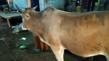 गोशालाए तो है पर इनकी देखभाल के लिए कोई नही, गोवंश सड़को पर घूमने को मजबूर