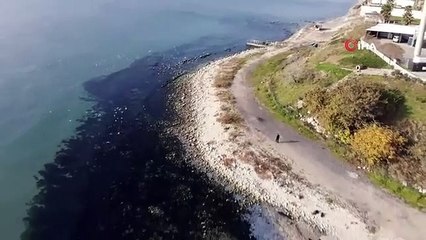 Avcılar sahilinde 10 ton denizanası toplandı