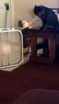 Playful Kitties Claw at Each Other