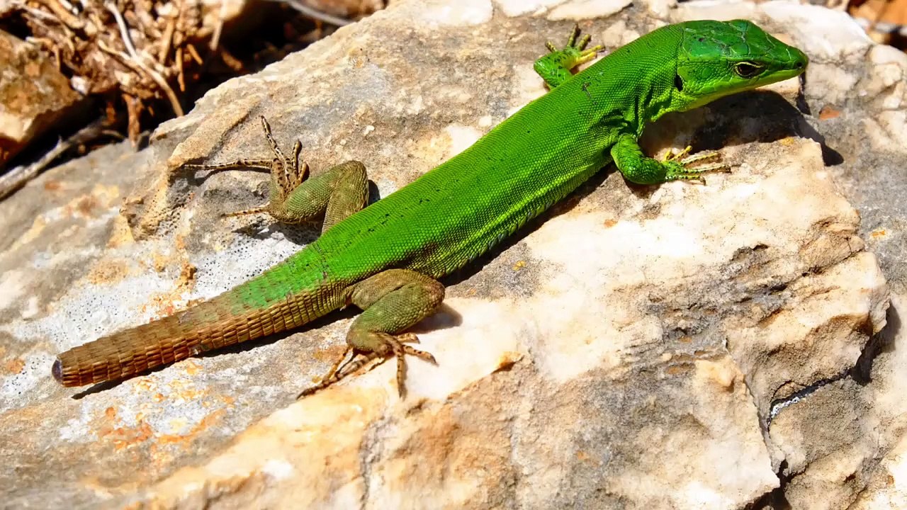 What Kills Lizards Instantly?