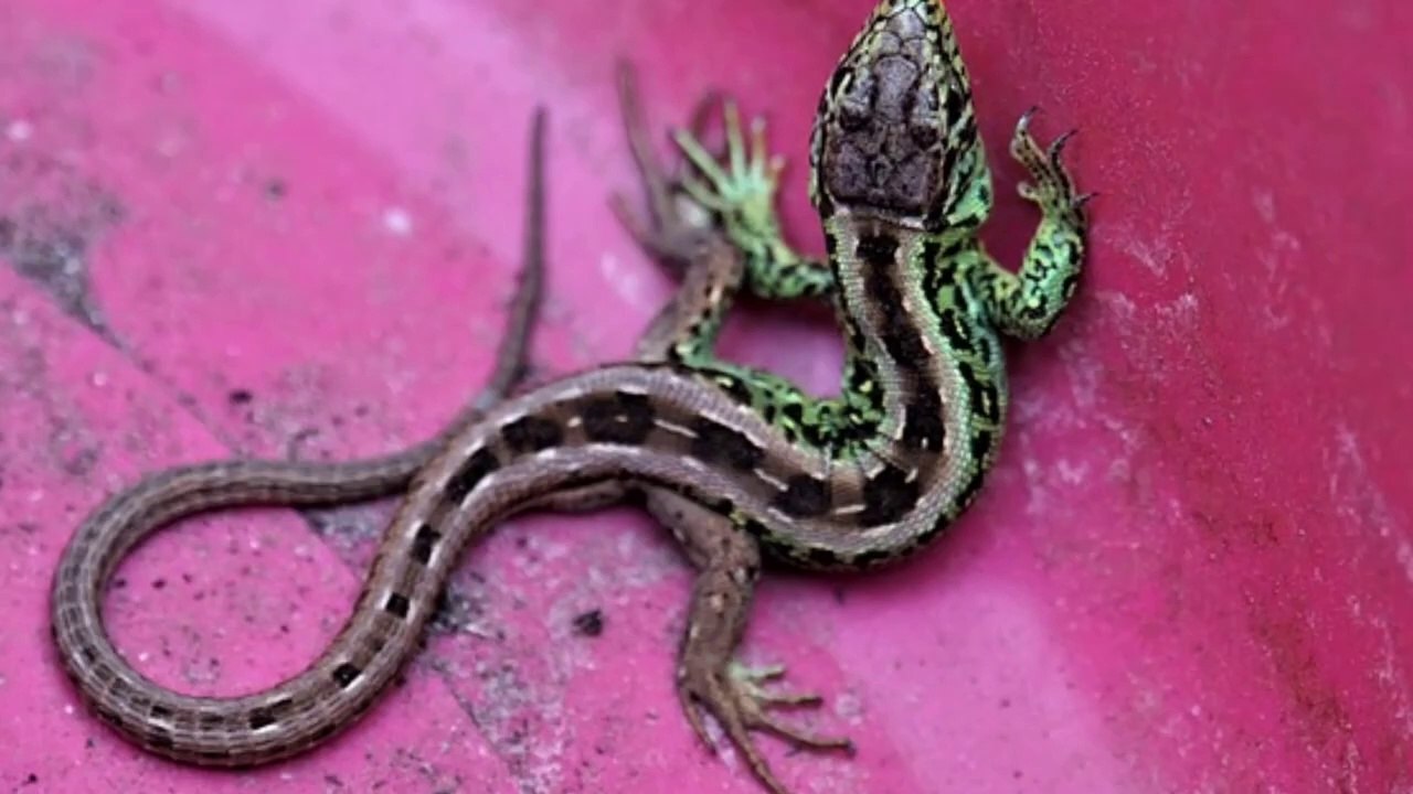 Will Lizard Die In My Car?