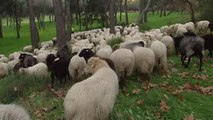 Un rebaño de ovejas toma las calles del centro de Madrid