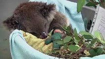 Australie : les koalas menacés par les feux de brousse