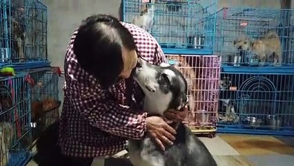 Mais de 1.300 cachorros