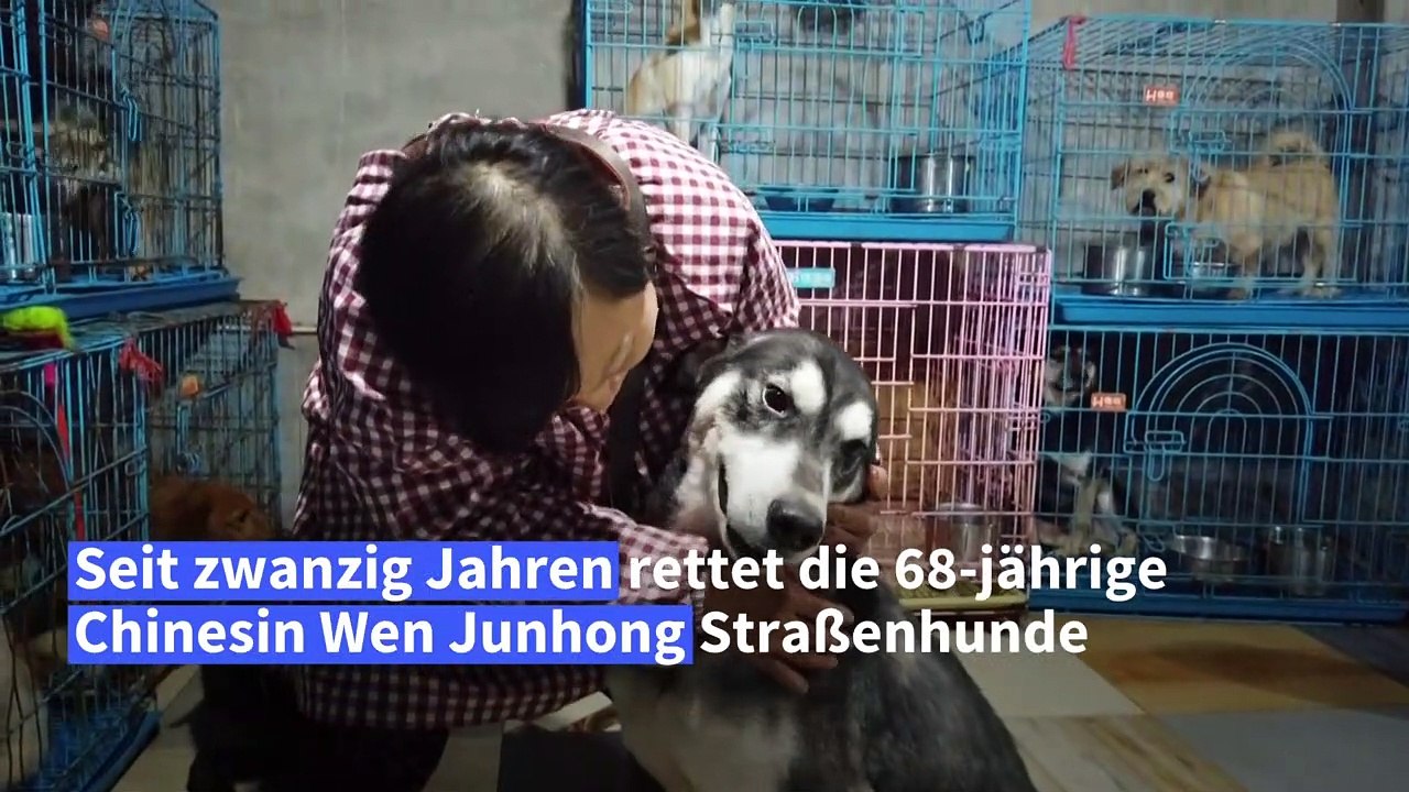 Chinesische tierschützerin beherbergt 1300 straßenhunde