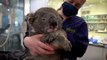 Australia: 14 koalas rescued and released into the wild after devastating wildfires