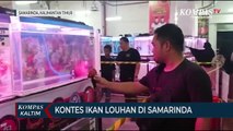 Kontes Ikan Louhan Di Samarinda