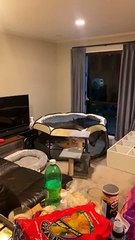 Kitten Has Zoomies on Netted Enclosure