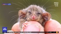 [이슈톡] 호주 산불서 생존한 세계 최소 주머니쥐