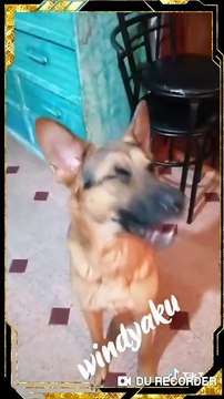 mascotas en apuros-animales en situaciones graciosas-clips tik tik tok