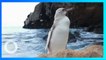 Penguin Langka dengan Bulu Berwarna Putih Seluruhnya Ditemukan di Galapagos - TomoNews