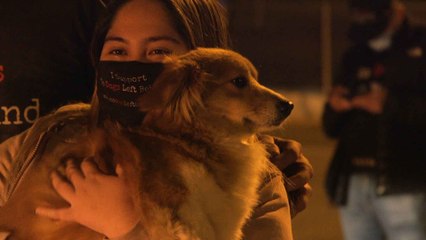 Dogs rescued from China’s slaughterhouses arrive in New York to welcome of adoptive families