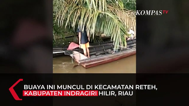 Seram! Buaya Besar Muncul Di Sungai Dekat Kebun Warga
