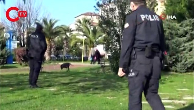 Pitbul, süs köpeğini boğarak öldürdüğü kavgaya polis biber gazıyla müdahale etti