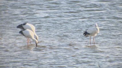 (영상 추가) 만경강서 '황새·노랑부리저어새' 등 멸종위기종 관찰 / YTN