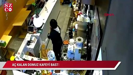 Çin'de aç kalan yaban domuzu kafeye daldı