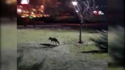 Ankara kedisi  tilkiye karşı