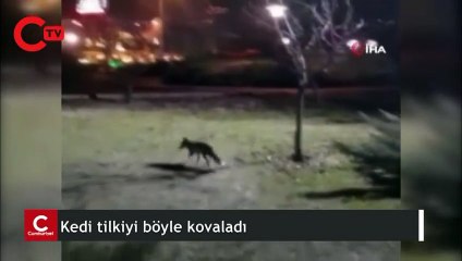 Yurttaşlar görüntüledi... Kedi tilkiyi böyle kovaladı