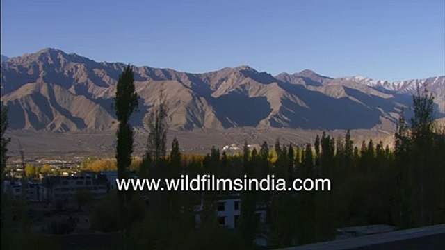 Leh, Ladakh_ Stok Kangri, Buddhist Monasteries, Namgyal Tsemo chapel, Spituk Gompa, Shanti Stupa