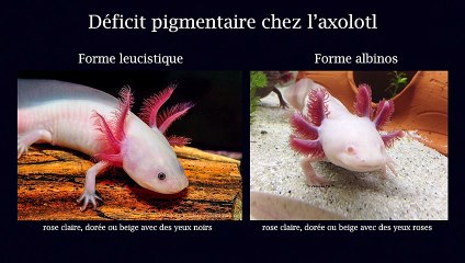 Régénération des membres chez l'axolotl