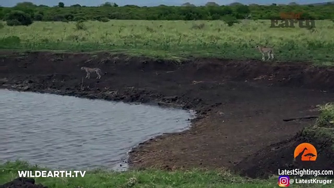 Un crocodile attrape un guépard