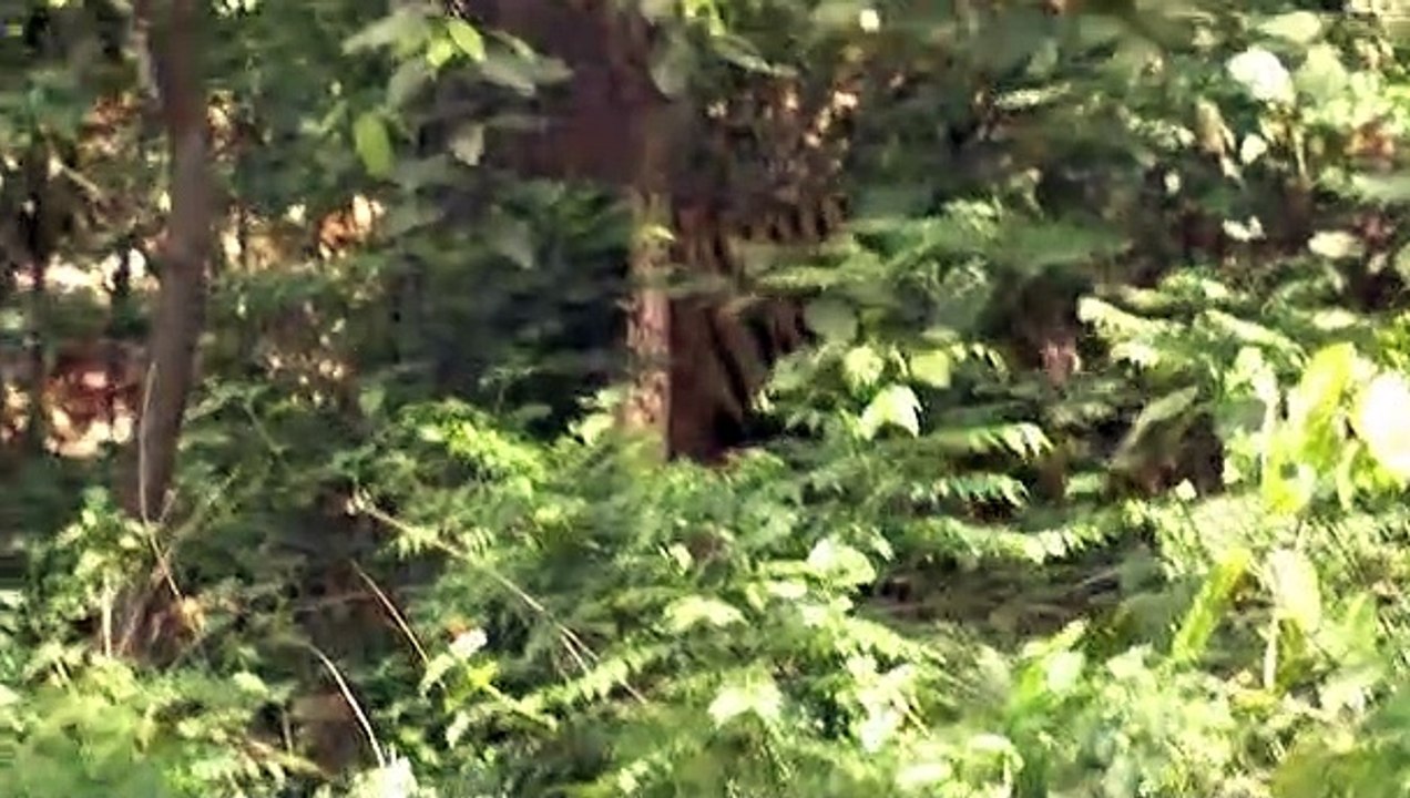 Deadly 60 S01E26 Endangered