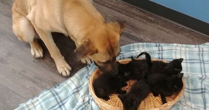Au Canada, une chienne errante sauve du froid des chatons abandonnés