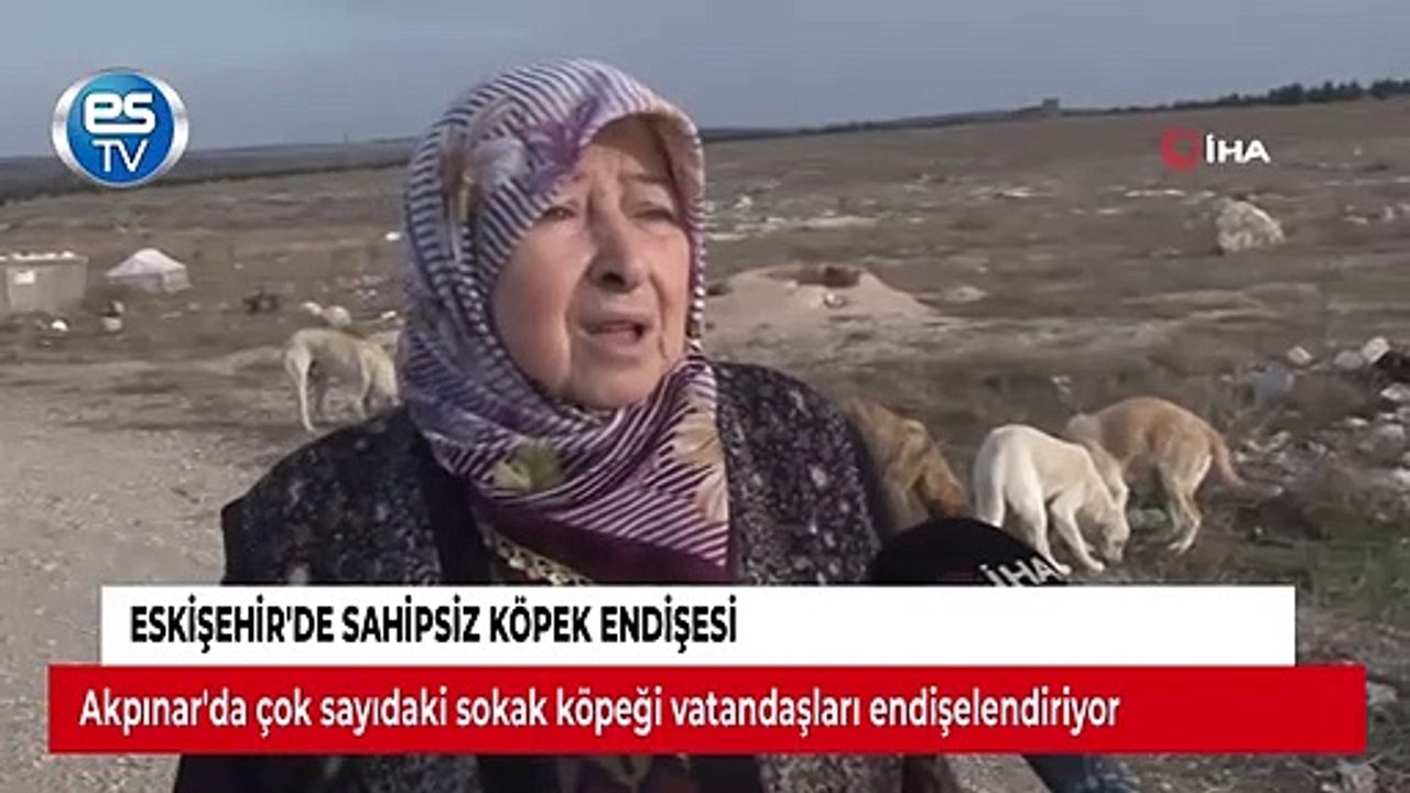 Eskişehir'de sahipsiz köpek endişesi