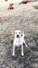 Dog Goes Flying During Game of Fetch
