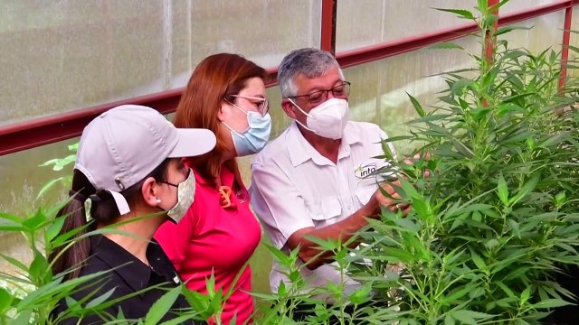 Costa Rica busca el camino para legalizar cannabis medicinal