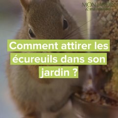 Comment attirer les écureuils dans son jardin ?