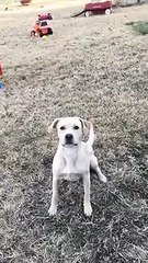 Un chien fait de la balançoire