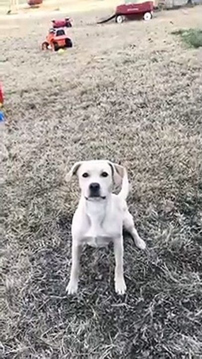 Un chien fait de la balançoire