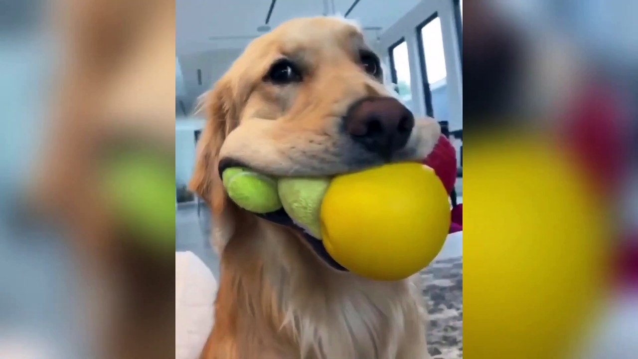 Funny Dogs (Perros Graciosos)