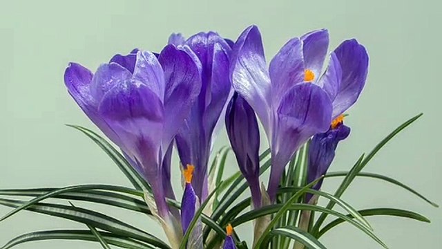 New Bangla gojol#বিশ্বনবী ডাকে সাড়া দেয় যে মন