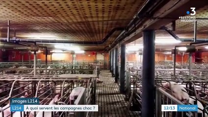 Protection animale : à quoi servent les campagnes choc de L214 ?